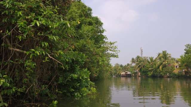 Scenic Kerala Backwaters With Lush Greenery and Houseboat