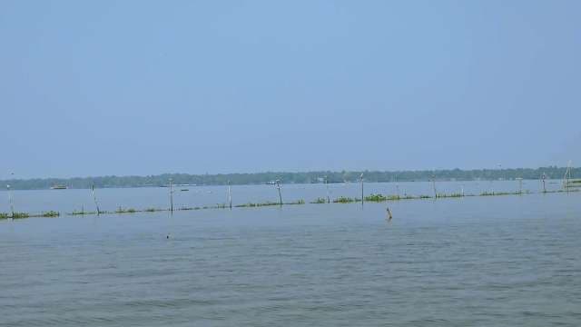 Tranquil View of Vembanad Lake in Kerala Backwaters