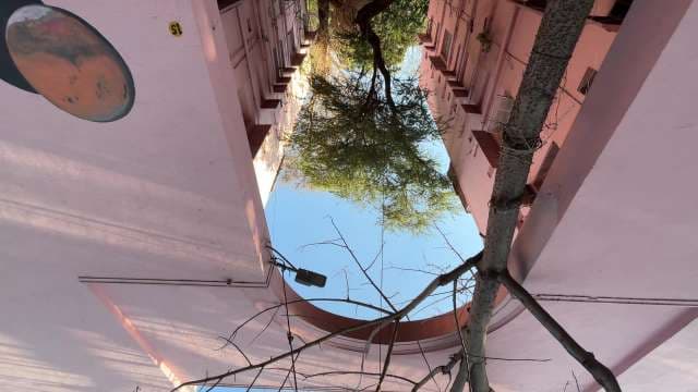 Urban Courtyard View With Tree and Pink Apartment Walls
