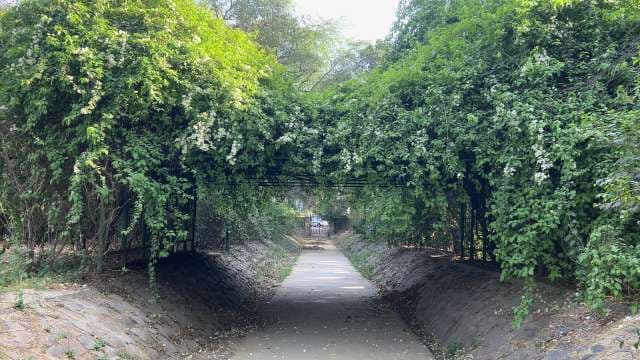 Lush Green Vegetation Tunnel Over Park Pathway