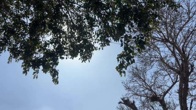 Sunlight Filtering Through Tree Canopy Against Clear Sky