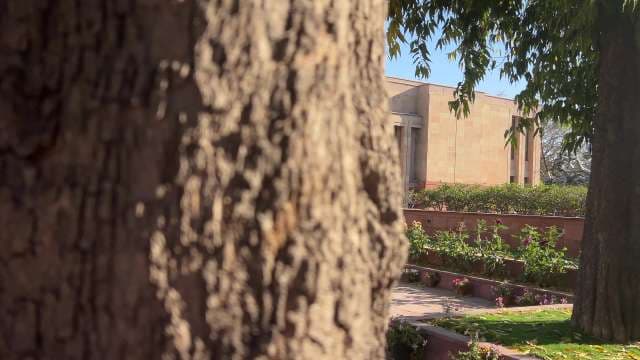 Close-Up Tree Bark With Government Building in Background