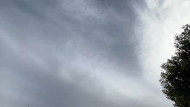 Dramatic Cloudy Sky Over Evergreen Tree