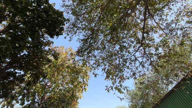 Urban Tree Canopy Covering Clear Blue Sky