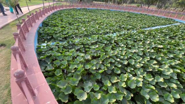 Peaceful Lotus Pond in Picturesque City Park Setting