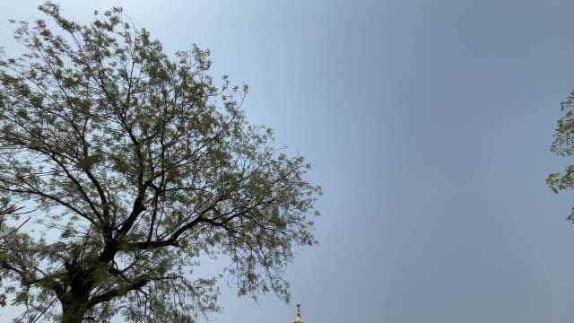 Serene Tree Branches Against a Clear Blue Sky