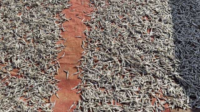 Traditional Sun-Drying of Small Fish on Outdoor Mats