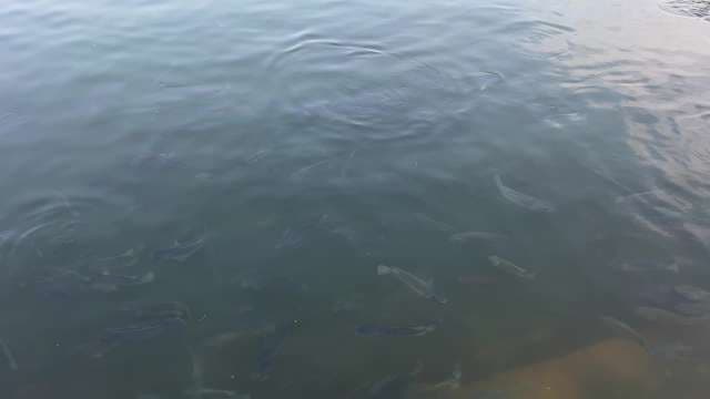 Tranquil School of Fish Swimming Beneath Clear Water Surface