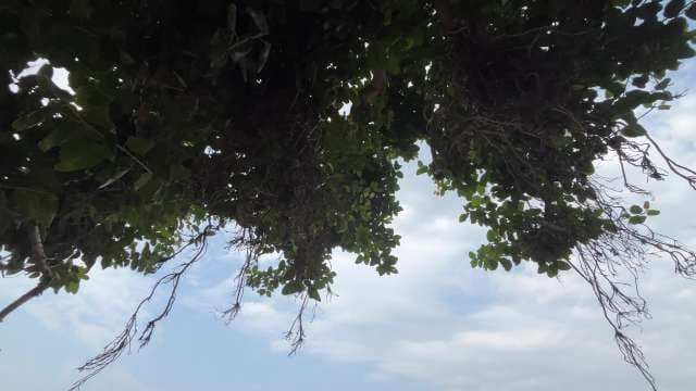Lush Green Tree Canopy Against a Clear Sky