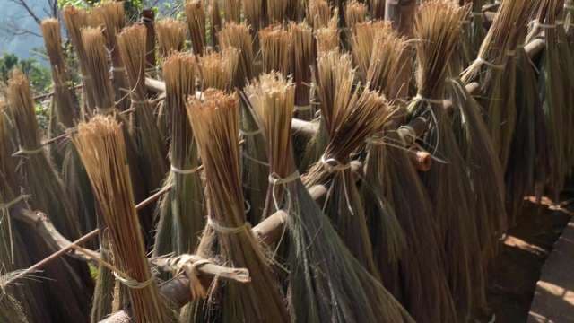 Traditional Broomcorn Harvest and Drying Process Outdoors - Kongthong Village, Meghalaya