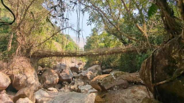 Living Root Bridge of Meghalaya: Nature’s Handmade Wonder