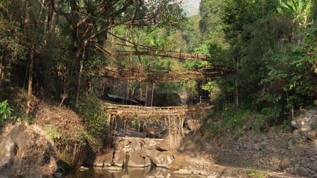 Double Decker Living Root Bridges in Meghalaya Jungle