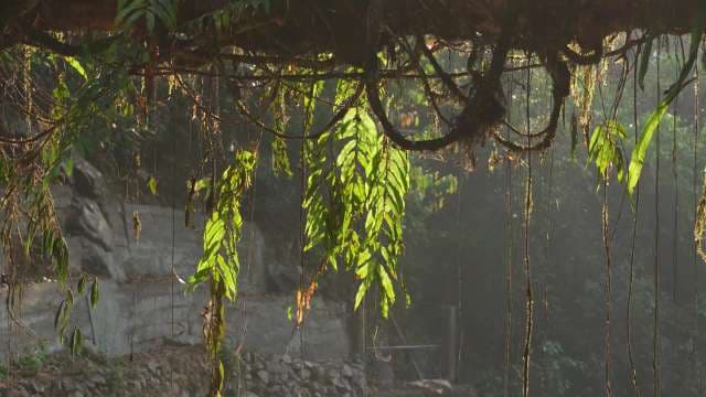 Sunlight Filtering Through Hanging Jungle Vines