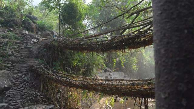 Incredible Double-Decker Living Root Bridges of Meghalaya