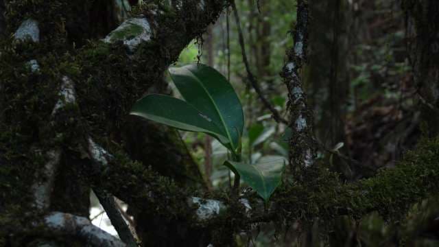 Lush Moss and Epiphyte Leaves in Dense Forest