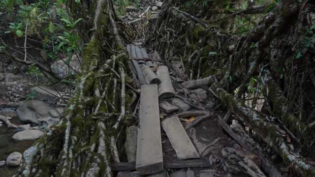 Exploring the Unique Living Root Bridges of Meghalaya