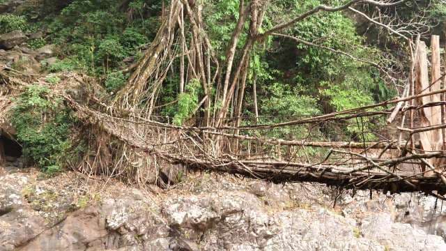 Ancient Living Root Bridge in Meghalaya Forests