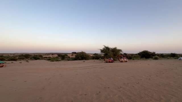 Desert Safari Adventure With Camels at Sunset
