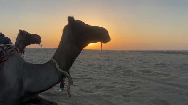 Camels Rest in Desert at Sunset Silhouette Scene