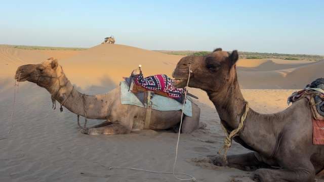 Camels Resting in Thar Desert’s Golden Sand Dunes