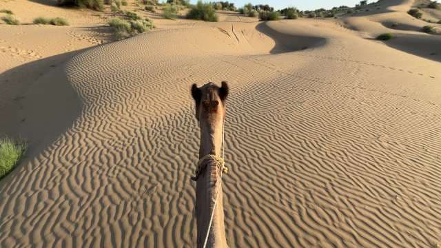 Camel Ride Adventure Across Sweeping Desert Sands