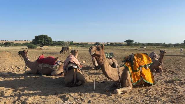Resting Camels in the Thar Desert Under Clear Blue Skies