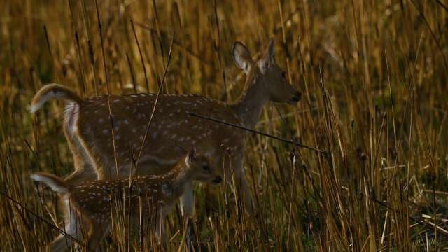 Mother and Fawn Deer Walking Through Tall Grass
