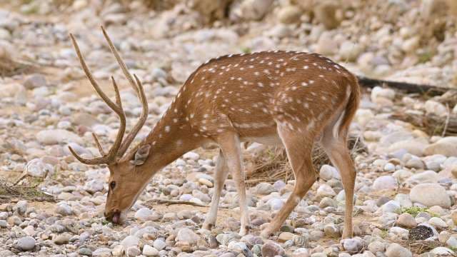 Wild Spotted Deer Grazing in Indian Wilderness