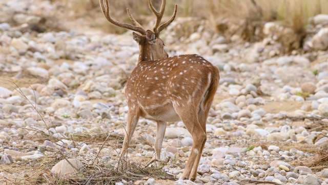 Spotted Deer Grazing in Rocky Forest Habitat