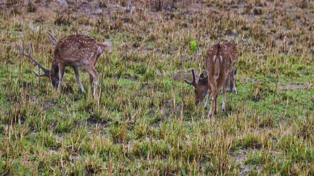 Spotted Deer Grazing in Sundarbans Grassland Habitat