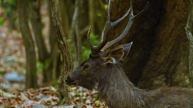 Majestic Sambar Deer Resting in Dense Forest Habitat