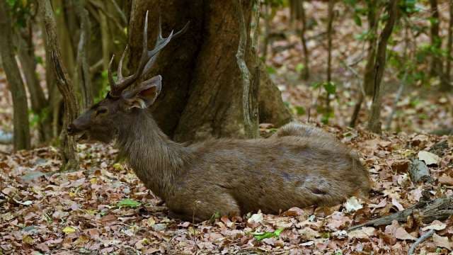 Majestic Sambar Deer Resting in Forest Habitat