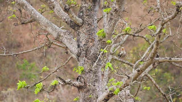 Vulture Perched on Leafy Tree Branch in Early Spring