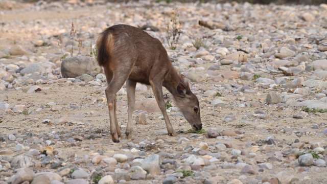 Young Deer Grazing in Rocky Riverbed Wilderness