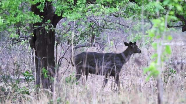 Sambar Deer Walking Through Indian Forest Habitat