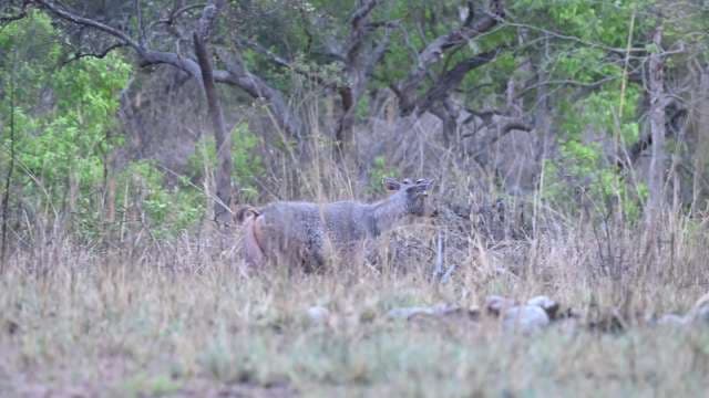Nilgai Antelope Roaming in Natural Grassland Habitat