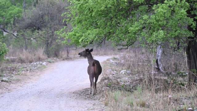 Sambar Deer Grazing Along Forest Trail in India