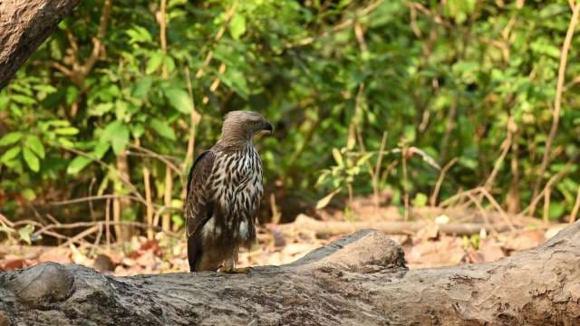Crested Hawk-Eagle Perched in Dense Indian Forest
