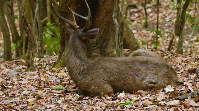 Sambar Deer Resting in a Forest Habitat