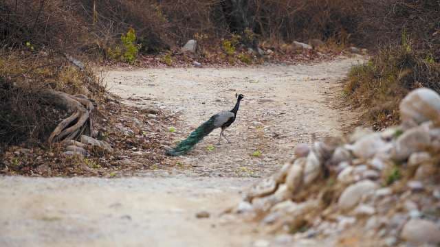 Peacock Strolling on a Forest Path in Natural Habitat