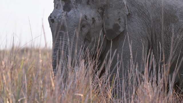 Wild Elephant Grazing in Natural Grassland Habitat