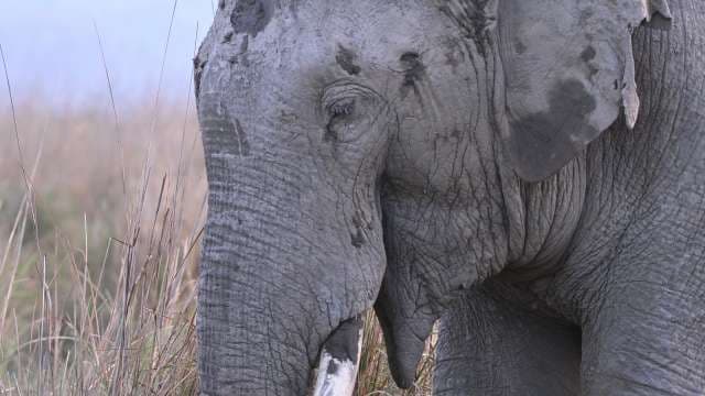 Majestic Elephant Close-Up in Natural Habitat, Jim Corbett