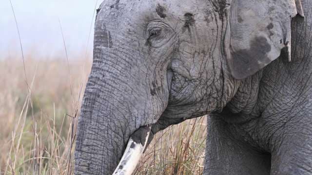 Close-Up of Asian Elephant in the Wild