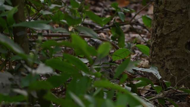 Wild Monitor Lizard Camouflaged in Dense Forest Underbrush