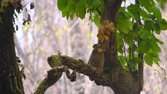 Brown Fish Owl Perched Quietly in Forest Tree