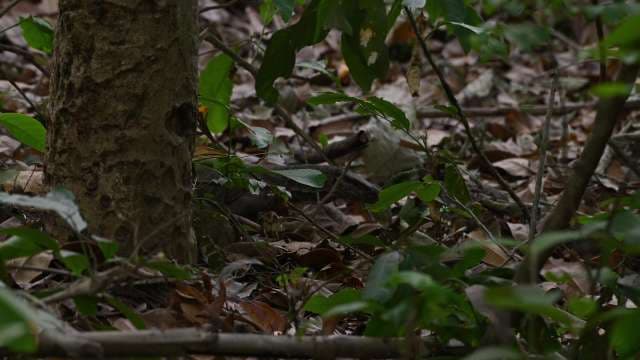 Snake Camouflaged on Forest Floor Among Leaves and Branches