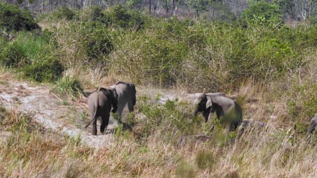 Wild Elephants Roaming Through Dense Forest Grasslands