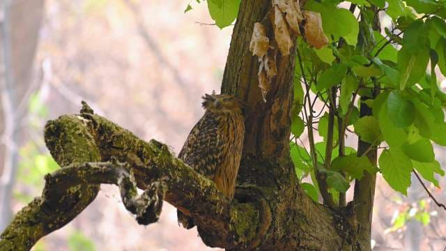 Sleepy Owl Resting Peacefully on Tree Branch in Forest