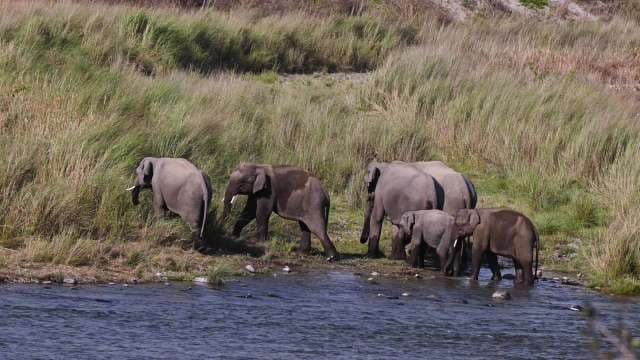 Wild Elephants Crossing River in Lush Grassland