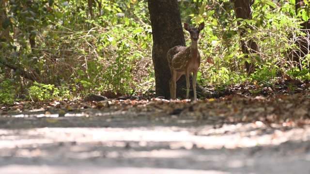 Spotted Deer in Indian Forest: Wildlife Encounter